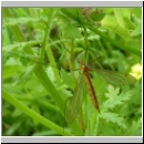 Tipula sp - Schnake w15a.jpg